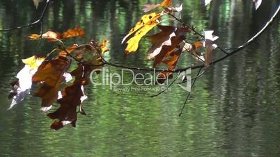 Herbstfarben - Blätter - Autumn Colors - Leaves