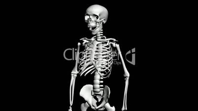 Rotation of 3D skeleton.anatomy,human,medical,body,skull,biology,medicine,science,bone,