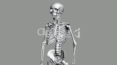 Rotation of 3D skeleton.anatomy,human,medical,body,skull,biology,medicine,science,bone,