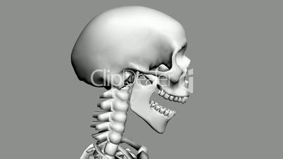 Moving of 3D skeleton.anatomy,human,medical,body,skull,biology,medicine,science,bone,