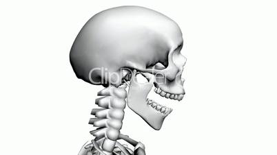 Moving of 3D skeleton.anatomy,human,medical,body,skull,biology,medicine,science,bone,