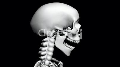 Moving of 3D skeleton.anatomy,human,medical,body,skull,biology,medicine,science,bone,