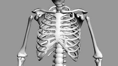 Rotation of 3D skeleton.ribs,chest,anatomy,human,medical,body,skull,biology,medicine,science,bone,