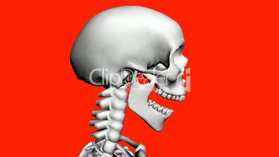 Moving of 3D skeleton.anatomy,human,medical,body,skull,biology,medicine,science,bone,