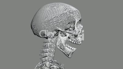 Moving of 3D skeleton.anatomy,human,medical,body,skull,biology,medicine,science,bone,Grid,mesh,sketch,structure,