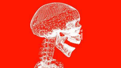 Moving of 3D skeleton.anatomy,human,medical,body,skull,biology,medicine,science,bone,Grid,mesh,sketch,structure,
