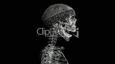 Rotation of 3D skeleton.skull,anatomy,human,medical,body,biology,medicine,science,bone,Grid,mesh,sketch,structure,