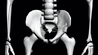 Rotation of 3D skeleton.Hip_bone,pelvis,pelvic,anatomy,human,medical,body,skull,biology,medicine,science,bone,