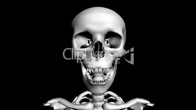 Moving of 3D skeleton.skull,anatomy,human,medical,body,biology,medicine,science,bone,