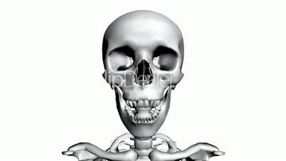Moving of 3D skeleton.skull,anatomy,human,medical,body,biology,medicine,science,bone,
