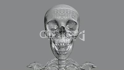 Moving of 3D skeleton.skull,anatomy,human,medical,body,biology,medicine,science,bone,Grid,mesh,sketch,structure,