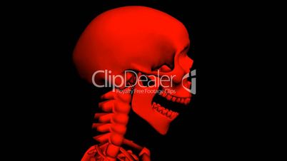 Moving of 3D skeleton.anatomy,human,medical,body,skull,biology,medicine,science,bone,
