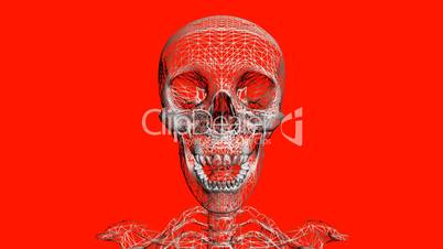 Moving of 3D skeleton.skull,anatomy,human,medical,body,biology,medicine,science,bone,Grid,mesh,sketch,structure,