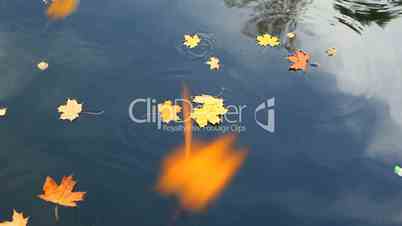 Yellow autumn leaves float at surface of pond