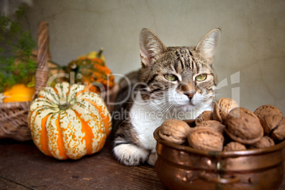 Herbstbild mit Katze