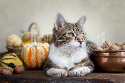 Herbstbild mit Katze