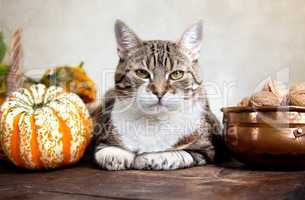 Herbstbild mit Katze
