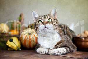 Autumn Cat Painting