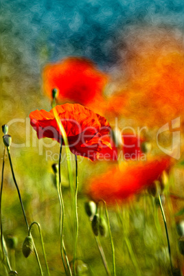 Roter Mohn