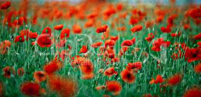 Roter Mohn