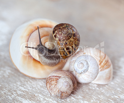 Weinbergschnecke