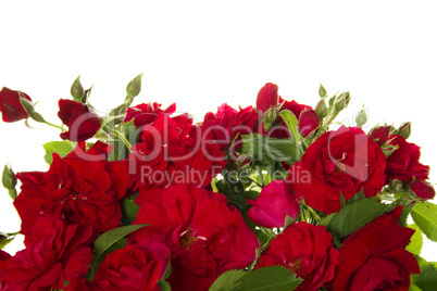 Red roses