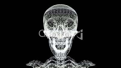 Moving of 3D skeleton.skull,anatomy,human,medical,body,biology,medicine,science,bone,Grid,mesh,sketch,structure,