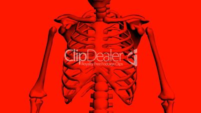 Rotation of 3D skeleton.ribs,chest,anatomy,human,medical,body,skull,biology,medicine,science,bone,