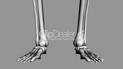 Moving of 3D skeleton.skull,anatomy,human,medical,body,biology,medicine,science,bone,ab
