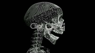 Moving of 3D skeleton.anatomy,human,medical,body,skull,biology,medicine,science,bone,Grid,mesh,sketch,structure,