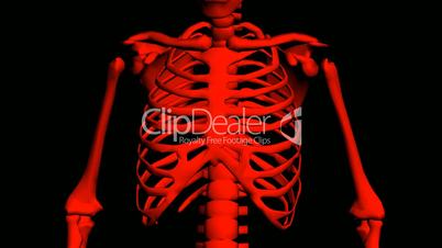 Rotation of 3D skeleton.ribs,chest,anatomy,human,medical,body,skull,biology,medicine,science,bone,