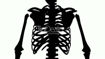 Rotation of 3D skeleton.ribs,chest,anatomy,human,medical,body,skull,biology,medicine,science,bone,