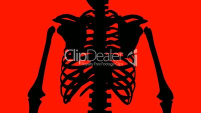 Rotation of 3D skeleton.ribs,chest,anatomy,human,medical,body,skull,biology,medicine,science,bone,