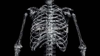 Rotation of 3D skeleton.ribs,chest,anatomy,human,medical,body,skull,biology,medicine,science,bone,Grid,mesh,sketch,structure,