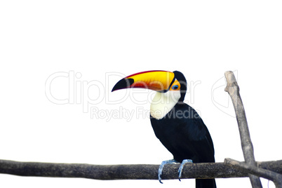 Beautiful Toucan on White Background