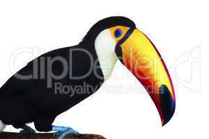 Toucan