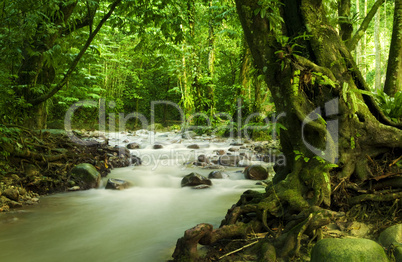 Tropical rainforest and river