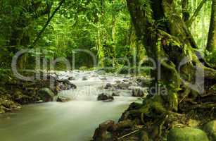 Tropical rainforest and river