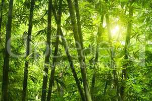 Bamboo forest.