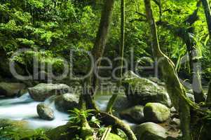 Green forest and stream