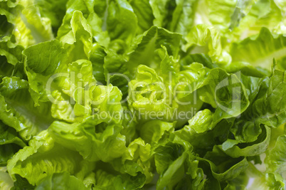 Butterhead Lettuce