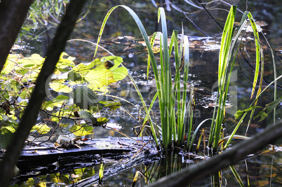 Wasserpflanzen - Spiegelung