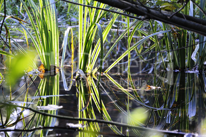 Wasserpflanzen - Spiegelung