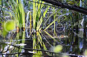 Wasserpflanzen - Spiegelung