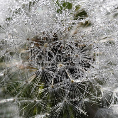 Pusteblume - Wassertropfen