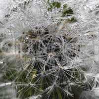 Pusteblume - Wassertropfen