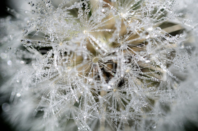 Pusteblume - Wassertropfen