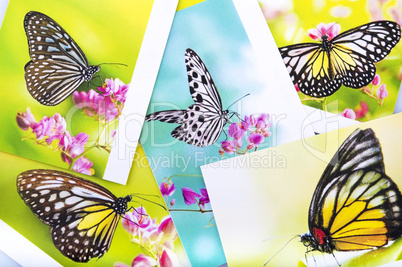 Butterfly postcard