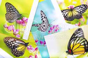 Butterfly postcard