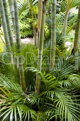 Bamboo garden